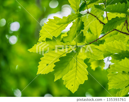 Green oak leaves background. Plant and botany nature texture. green oak leaves in woods 135393761