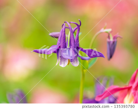 Blue and purple flower of European columbine, Aquilegia vulgaris Blue and purple flower of European columbine, Aquilegia vulgaris 135393780