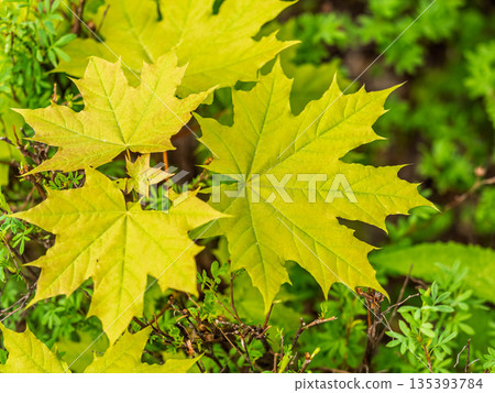 Spring branches of maple tree with fresh green leaves. Acer saccharinum, silver maple 135393784