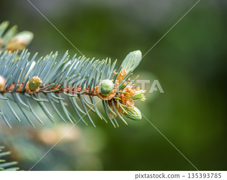 Closeup of fir branches with young buds. Spring nature concept. Fir branches with fresh shoots 135393785