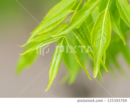 Bright green Leaves of the Amur velvet, or Amur cork tree, lat. Phellodendron amurense Bright green Leaves of the Amur velvet, or Amur cork tree, lat. Phellodendron amurense 135393789