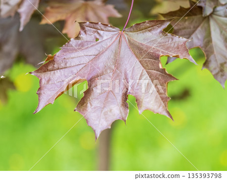 Tree branch with dark red leaves, Acer platanoides, the Norway maple Crimson King. Red Maple acutifoliate Crimson King, young plant with green background. 135393798
