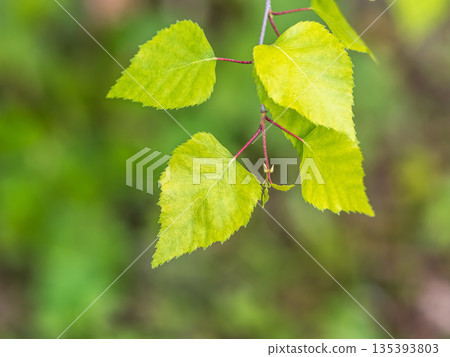 Birch branches with fresh green leaves and seeds. Birch tree branch, Betula pendula. Birch branches with fresh green leaves and seeds. Birch tree branch, Betula pendula. 135393803