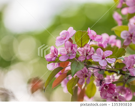 Fresh pink flowers of a blossoming apple tree with blured background Fresh pink flowers of a blossoming apple tree with blured background 135393810