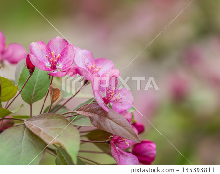 Fresh pink flowers of a blossoming apple tree with blured background Fresh pink flowers of a blossoming apple tree with blured background 135393811