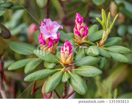 Pink flowers of Siberian rhododendron copy space. Rhododendron dauricum. Spring flowering of Altai rhododendron. Pink flowers of Siberian rhododendron copy space. Rhododendron dauricum. Spring flowering of Altai rhododendron. 135393813