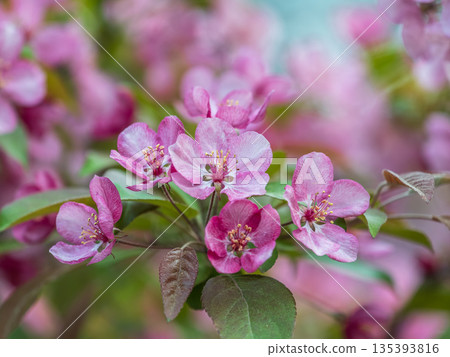Fresh pink flowers of a blossoming apple tree with blured background Fresh pink flowers of a blossoming apple tree with blured background 135393816