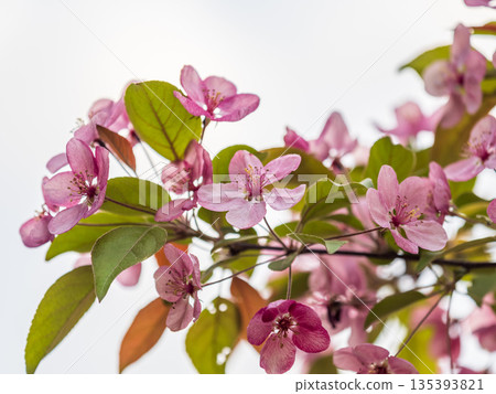 Fresh pink flowers of a blossoming apple tree with blured background Fresh pink flowers of a blossoming apple tree with blured background 135393821