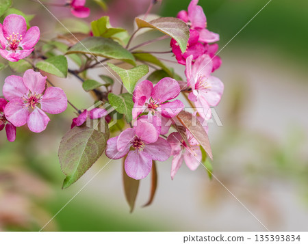 Fresh pink flowers of a blossoming apple tree with blured background Fresh pink flowers of a blossoming apple tree with blured background 135393834