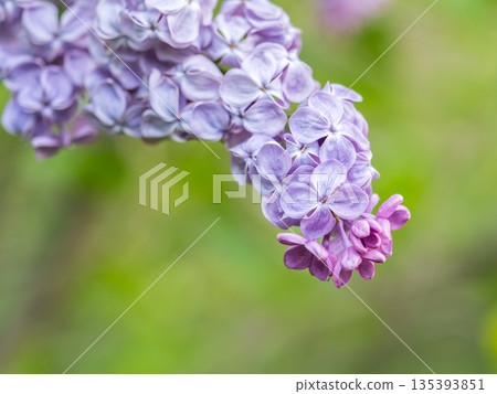 Pink Blooming Lilac Flowers in spring with blured background 135393851