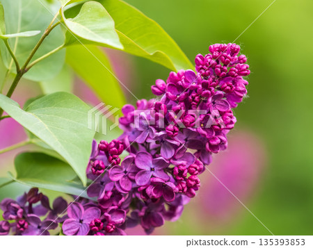 Pink Blooming Lilac Flowers in spring with blured background 135393853