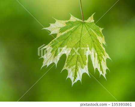 Green and white foliage of Norway Maple 'Drummondii' - Acer platanoides Variegata Green and white foliage of Norway Maple 'Drummondii' - Acer platanoides Variegata 135393861