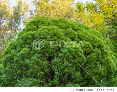 Green willow branches with leaves background Green willow branches with leaves background 135393864