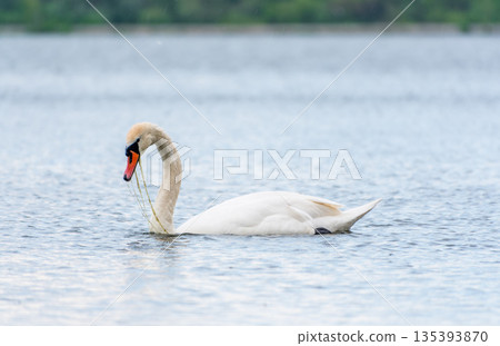Graceful white Swan swimming in the lake, swans in the wild. Portrait of a white swan swimming on a lake. 135393870