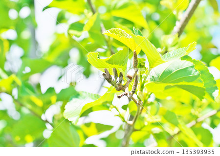 Young alder fruit (spring, April) 135393935
