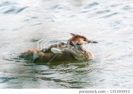 The water bird Great crested Grebe, Podiceps cristatus, swimming in the lake, and its cute babies riding on its back The water bird Great crested Grebe, Podiceps cristatus, swimming in the lake, and its cute babies riding on its back 135393953
