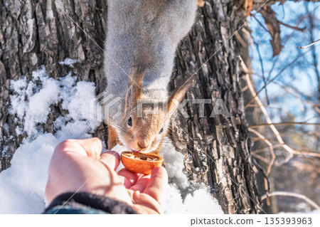 Squirrel eats nuts from a man's hand. Caring for animals in winter or autumn. 135393963