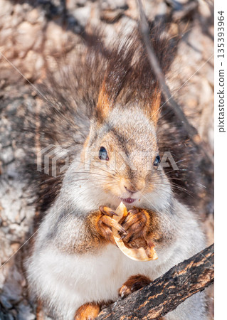 The squirrel with nut sits on tree in the winter or late autumn 135393964