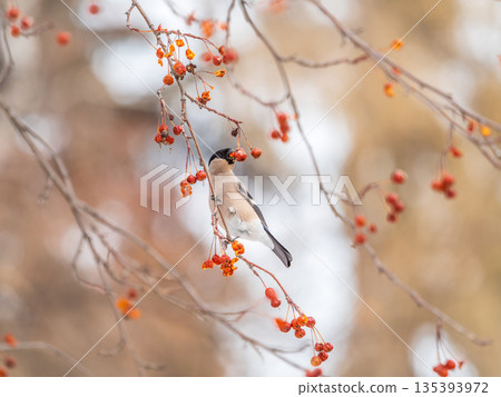 Bullfinch female sits on a branch and eats small red apples. The Eurasian or common bullfinch, pyrrhula pyrrhula 135393972