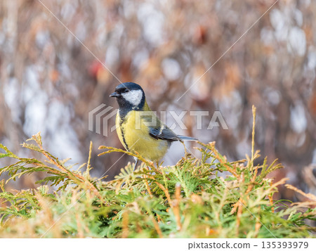 Cute bird Great tit, songbird sitting on the fir branch 135393979