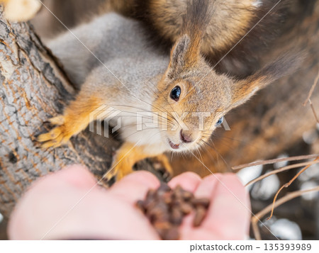 Squirrel eats nuts from a man's hand. Caring for animals in winter or autumn. 135393989