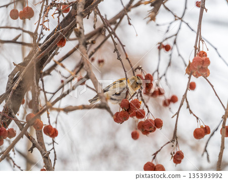 Brambling (Fringilla montifringilla) feeds on apples in winter. Brambling (Fringilla montifringilla) feeds on apples in winter. 135393992
