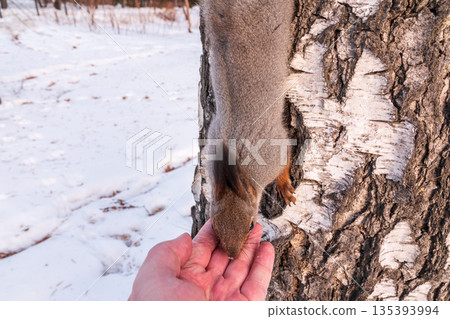 Squirrel eats nuts from a man's hand. Caring for animals in winter or autumn. Squirrel eats nuts from a man's hand. Caring for animals in winter or autumn. 135393994