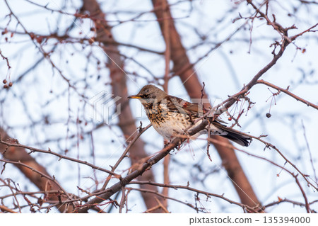 Fieldfare is sitting on branch in winter or autumn blurred background. Fieldfare is sitting on branch in winter or autumn blurred background. 135394000