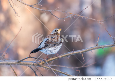 Fieldfare is sitting on branch in winter or autumn blurred background. 135394002