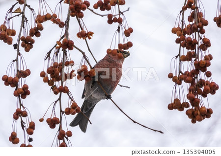 Pine Grosbeak male Eating Red Berries in Winter Pine Grosbeak male Eating Red Berries in Winter 135394005