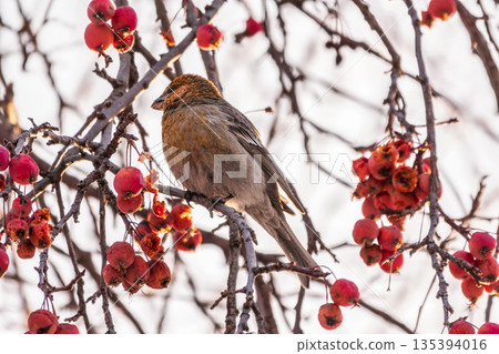 Pine Grosbeak Female Eating Red Berries in Winter Pine Grosbeak Female Eating Red Berries in Winter 135394016