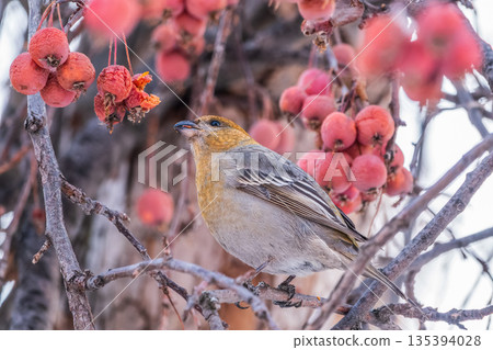 Pine Grosbeak Female Eating Red Berries in Winter Pine Grosbeak Female Eating Red Berries in Winter 135394028