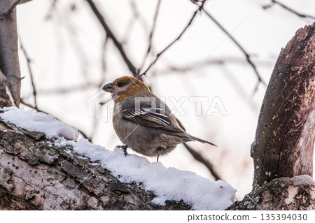 Pine Grosbeak Female Eating Red Berries in Winter 135394030