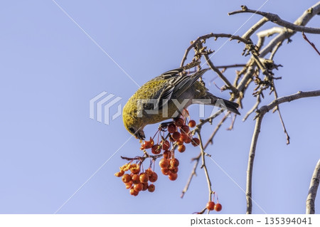 Pine Grosbeak Female Eating Red Berries in Winter Pine Grosbeak Female Eating Red Berries in Winter 135394041