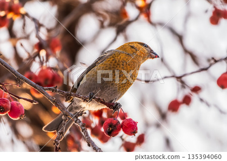 Pine Grosbeak Female Eating Red Berries in Winter Pine Grosbeak Female Eating Red Berries in Winter 135394060
