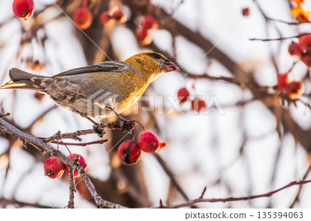 Pine Grosbeak Female Eating Red Berries in Winter Pine Grosbeak Female Eating Red Berries in Winter 135394063