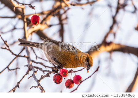 Pine Grosbeak Female Eating Red Berries in Winter 135394066