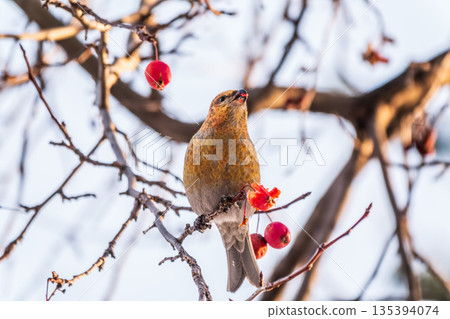 Pine Grosbeak Female Eating Red Berries in Winter Pine Grosbeak Female Eating Red Berries in Winter 135394074