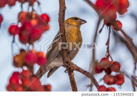 Pine Grosbeak Female Eating Red Berries in Winter 135394083