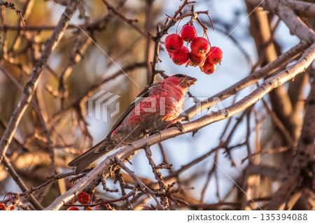 Pine Grosbeak male Eating Red Berries in Winter Pine Grosbeak male Eating Red Berries in Winter 135394088