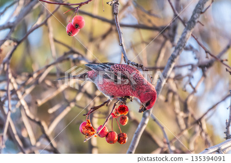 Pine Grosbeak male Eating Red Berries in Winter Pine Grosbeak male Eating Red Berries in Winter 135394091