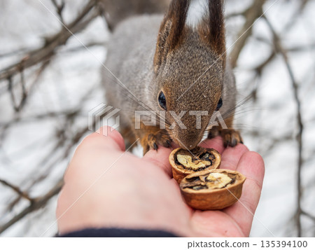 Squirrel eats nuts from a man's hand. Caring for animals in winter or autumn. 135394100