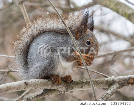 The squirrel with nut sits on tree in the winter or late autumn The squirrel with nut sits on tree in the winter or late autumn 135394103
