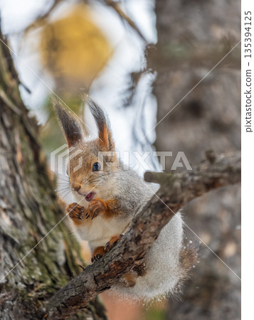 The squirrel with nut sits on tree in the winter or late autumn 135394125