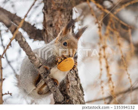 The squirrel with nut sits on tree in the winter or late autumn The squirrel with nut sits on tree in the winter or late autumn 135394132