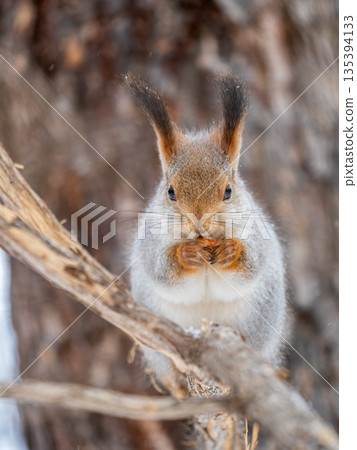 The squirrel with nut sits on tree in the winter or late autumn The squirrel with nut sits on tree in the winter or late autumn 135394133