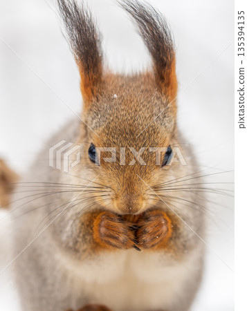 The squirrel with nut sits on tree in the winter or late autumn The squirrel with nut sits on tree in the winter or late autumn 135394135