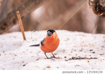 Bullfinch, pyrrhula pyrrhula, sitting on a branch without leaves in the autumn or winter. 135394139