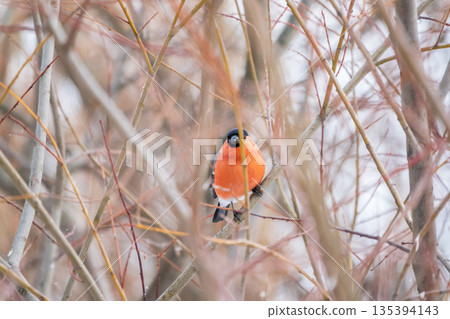 Bullfinch, pyrrhula pyrrhula, sitting on a branch without leaves in the autumn or winter. 135394143