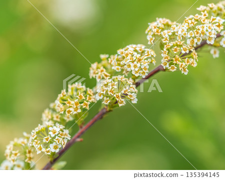 Beautiful white flowers Spirea aguta or Brides wreath. 135394145
